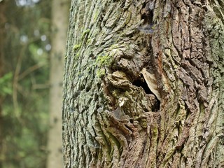 Hornissennest in hohler alter Eiche
