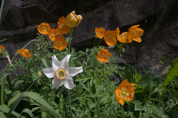 Obraz na płótnie Canvas Californian Poppies in Swiss cottage garden