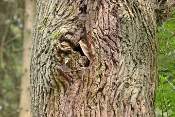 Hornissennest in hohler alter Eiche
