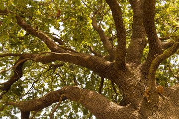 Fototapeta na wymiar tree one isolated shandow branches ecology