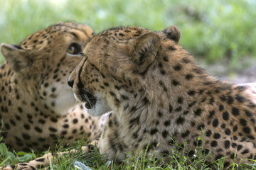 beautiful wild animals in safari