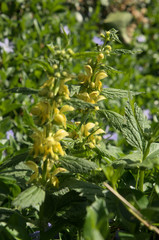Obraz premium Lamium galeobdolon; Yellow Archangel in Swiss cottage garden