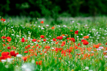Beautiful red poppy wild flower during spring season