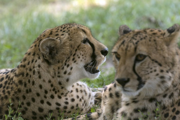 Naklejka na ściany i meble beautiful wild animals in safari
