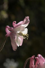 Aquilegia in Swiss cottage garden