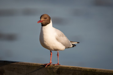 A Black Headed gull perched on a wooden fence