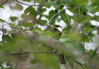 Great tit (Parus major) sitting in birch