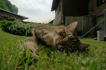 Tabby cat at play on lawn