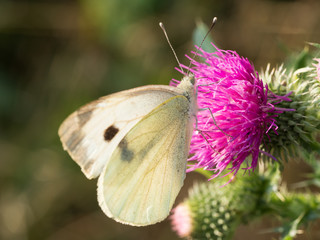 The large white butterfly (Pieris brassicae, cabbage butterfly)