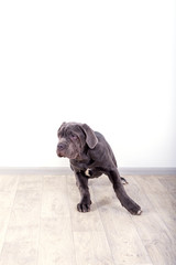Puppy Neapolitana mastino, sitting on the floor in the studio. Dog handlers training dogs since childhood.