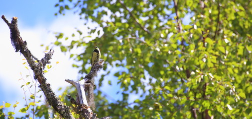 Great tit (Parus major) sitting on dead tree in front of birch
