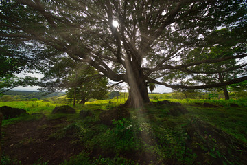 A sunburst is breaking through the dense crown of a tree with many names: Enterolobium cyclocarpum is commonly known as guanacaste, caro caro, or elephant-ear tree. 