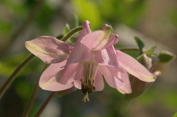 Naklejka premium Aquilegia in Swiss cottage garden