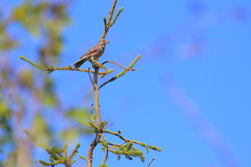 Redwing (Turdus iliacus) sitting on a spruce twig