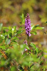 Dactylorhiza fuchsii, the common spotted orchid, on a sunny day