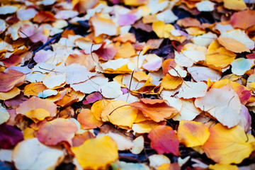 Autumn colorful leaves on ground