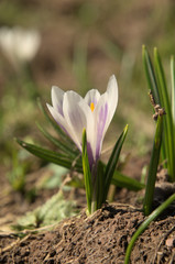 Obraz premium Crocus vernus albiflorus; Wild Alpine Crocus on Flumserberg, Swiss Alps