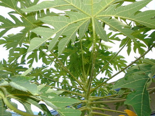 Leaves of a papaya tree