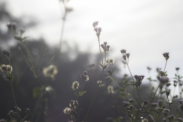 close up meadows morning