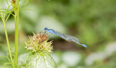 Macro of Famiiar Bluet (Enallagma civile) Resting on a Dried Thistle Flower Head