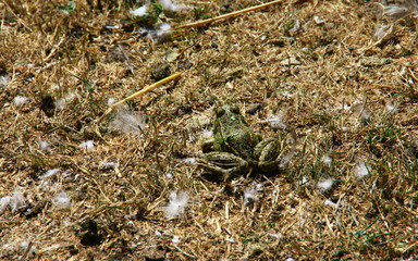 crapaud very,isolé,dans la terre