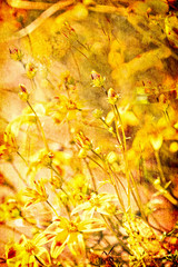 Textured Multi-layered Floral Digital Illustration with Macro of Bidens Bee Bold Flowers & Hidden Dragonflies, Damselflies, and Butterflies