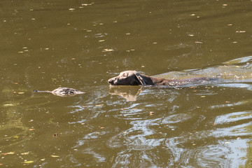 Weimaraner beim Entenapport im Wasser