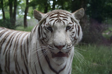 Fototapeta na wymiar Tigre blanc