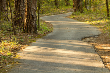 Obraz premium Country Road In Forest