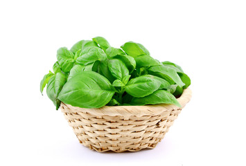 Fresh Sweet basil in basket with white background.