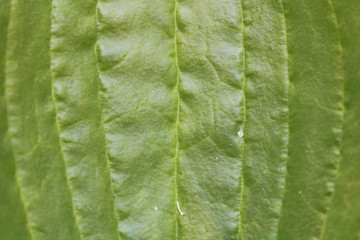 Leaf of plantain. Green leaf plantain with great approximation.