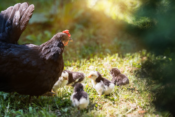 Hen with baby chickens hiding under its wings,