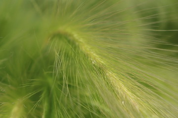 Green steppe feather grass in the initial stage of flowering.