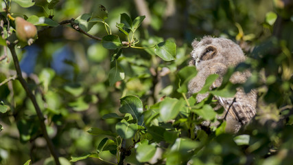 Close up of young long eared owl (Asio otus) sitting and sleeping on dense branch deep in crown of European common pear tree. Wildlife tranquil portrait scene of bird in nature habitat background.