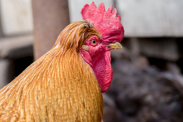  big handsome rooster walking through the farmyard yard