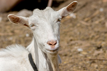 pet a white goat without horns