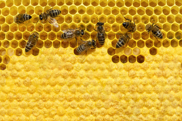 Bee on a cell with larvae. Bees Broods Copyspace. Concept of beekeeping.