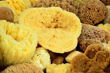 A lot of Nature sponge in basket.