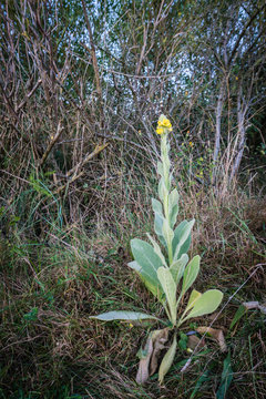 Great Mullein Or 'royal Candle'