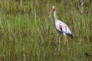 immature White Ibis
