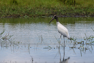 Wood Stork