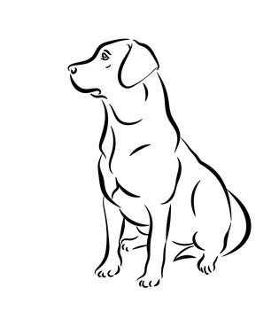 Labrador vector illustration. Black and white outline of a sitting dog isolated on a white background.