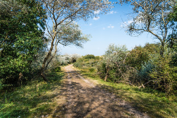 Fototapeta na wymiar Silverleaf poplars along the path