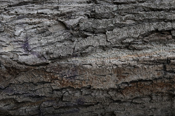 Bark of tree texture