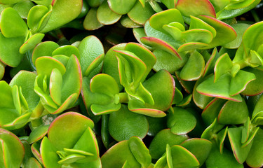 Jade Plant Leaf