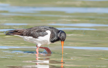 oystercatcher