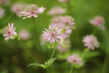 Pink blossoms if Astrantia major, the great masterwort