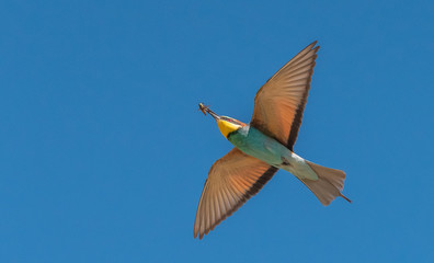 Obraz premium Bee-eater (Merops apiaster)