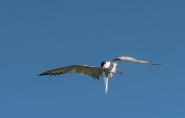 Seagul