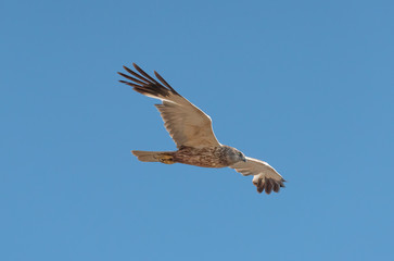 Hawk